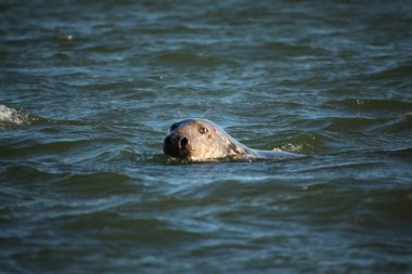 Yüzen ve güneşin altında güneşlenen foklar ve Blakeney, Norfolk, İngiltere etrafındaki plajlar..