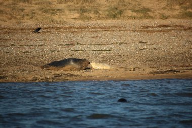 Yüzen ve güneşin altında güneşlenen foklar ve Blakeney, Norfolk, İngiltere etrafındaki plajlar..