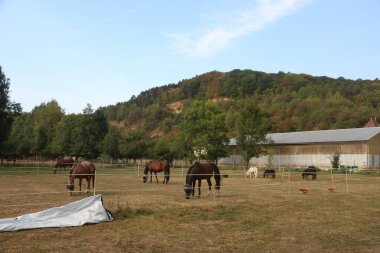 Güney Almanya 'da Frankfurt' un dışındaki Tauber Vadisi civarındaki kırsal bölgede. 