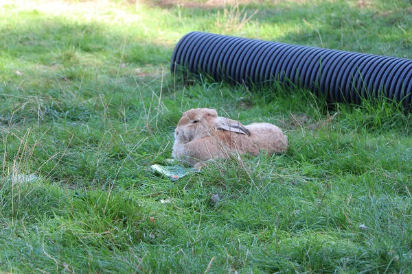 Tiny Furry Mammals Garden Centre Amwell Just Ware Hertfordshire — 图库照片