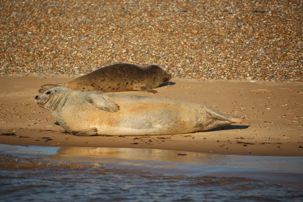 Běžné Tuleni Plavání Koupání Slunci Vodě Plážích Okolí Blakeney Norfolk — Stock fotografie