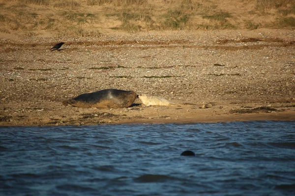 Common Seals Swimming Basking Sun Water Beaches Blakeney Norfolk — стоковое фото