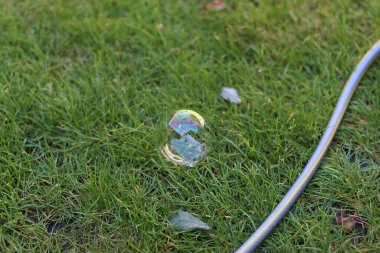 Cooling off and playing in the garden under the summer sun