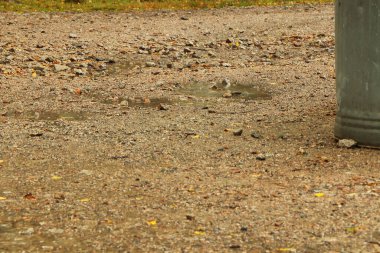 Bahçe dokuları ve desenleri