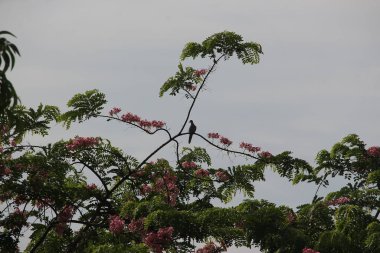 Majestic birds in Bangalore under the scorching Indian sun