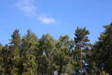 Relaxing forest walk under the beautiful British summer sun