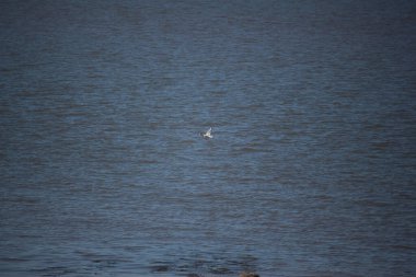 Seagull swooping over the choppy waters of the river Severn in the south west of England outside of bristol