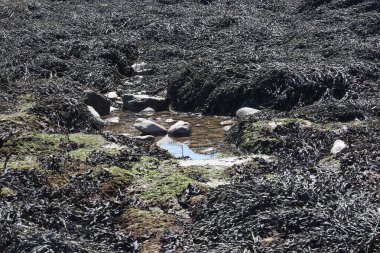 Seaweed on the beach on the Severn river