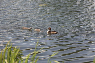 Cooling down by the waters of the river Lea in Hertfordshire