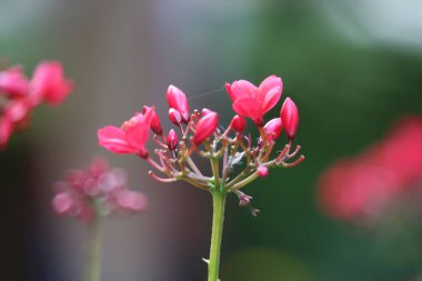 Colourful, tropical plants in Bangalore, southern India