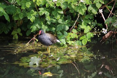 Cooling down by the waters of the river Lea in Hertfordshire