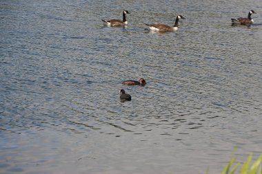 Cooling down by the waters of the river Lea in Hertfordshire
