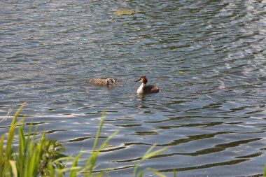 Cooling down by the waters of the river Lea in Hertfordshire