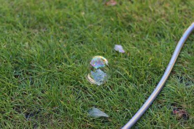 Cooling off and playing in the garden under the summer sun