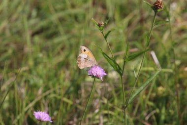 insects scorching under the summer sun in tauberbischofsheim in southern Germany just outside Frankfurt