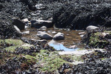 Seaweed on the beach on the Severn river