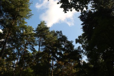 Relaxing forest walk under the beautiful British summer sun