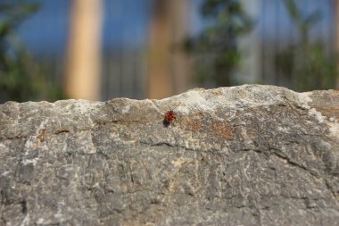 insects scorching under the summer sun in tauberbischofsheim in southern Germany just outside Frankfurt
