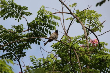 Majestic birds in Bangalore under the scorching Indian sun