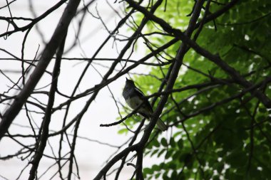 Majestic birds in Bangalore under the scorching Indian sun