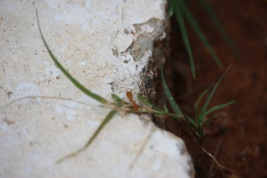 Colourful, tropical plants in Bangalore, southern India
