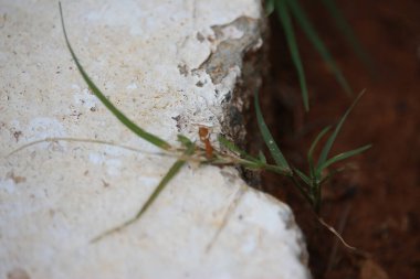Colourful, tropical plants in Bangalore, southern India