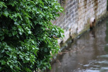 Cooling down by the waters of the river Lea in Hertfordshire