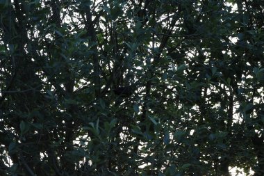 Blackbird exploring the English garden on the hunt for juicy worms and twigs for its nest