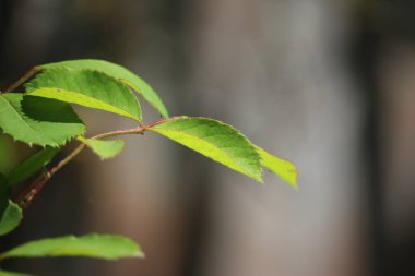 Blossoming summer flowers under the blazing summer sun