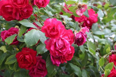 Blossoming summer flowers under the blazing summer sun