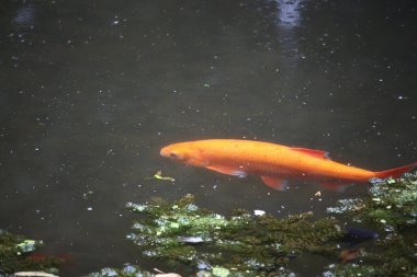 Golden fish swimming in German ponds