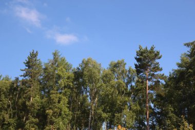 Relaxing forest walk under the beautiful British summer sun