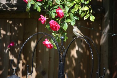 Bright and colourful roses in a Hertfordshire Garden in the southeast of england