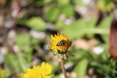 Small furry bees extracting pollen from the bright, colourful plants in Badenweiler, Germany, near the black forest in spring