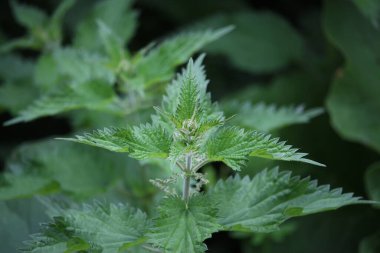 Trees and plants growing alongside the river Lea running through hertford