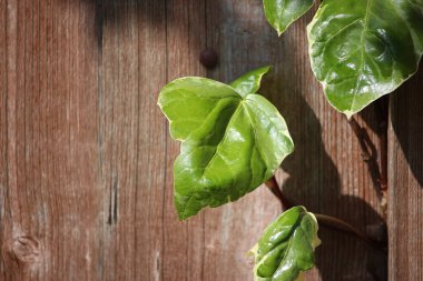 Close up of lush plants lighting up everything around