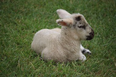 Livestock under the cool early spring sun in the fields of Hertfordshire in southeast england