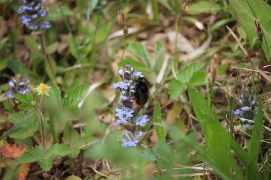 Small furry bees extracting pollen from the bright, colourful plants in Badenweiler, Germany, near the black forest in spring
