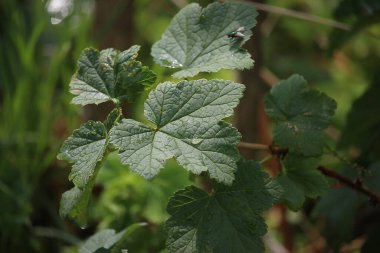 Small creatures exploring the macro wilderness of gardens in Hertfordshire, England