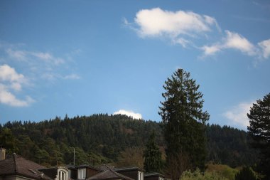 Enjoying the sights and smells of the pines and flower's in the parks around Badenweiler in the Black forest, Southern Germany 