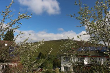 Enjoying the sights and smells of the pines and flower's in the parks around Badenweiler in the Black forest, Southern Germany 