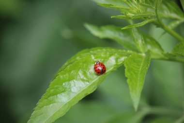 Small creatures exploring the macro wilderness of gardens in Hertfordshire, England