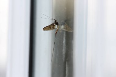 Small and delicate, brown, damsel flies attempting to evade spiders and hanging from surfaces within the garden in Hertford, Hertfordshire, England