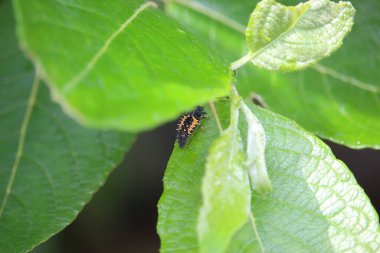 Small creatures exploring the macro wilderness of gardens in Hertfordshire, England