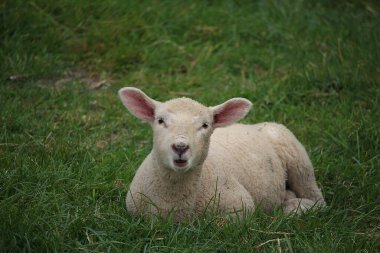 Livestock under the cool early spring sun in the fields of Hertfordshire in southeast england