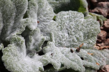 Enjoying the sights and smells of the pines and flower's in the parks around Badenweiler in the Black forest, Southern Germany 