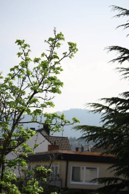 Enjoying the sights and smells of the pines and flower's in the parks around Badenweiler in the Black forest, Southern Germany 