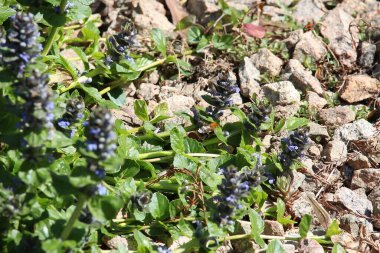 Small furry bees extracting pollen from the bright, colourful plants in Badenweiler, Germany, near the black forest in spring