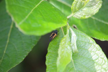 Small creatures exploring the macro wilderness of gardens in Hertfordshire, England