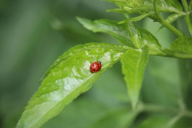 Small creatures exploring the macro wilderness of gardens in Hertfordshire, England